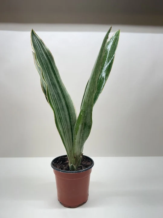 Snake Plant 'Sayuri' - Image 5