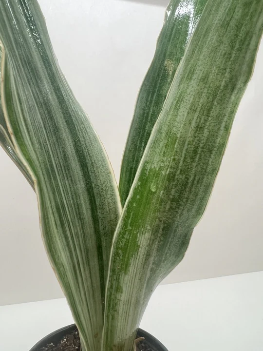 Snake Plant 'Sayuri' - Image 6