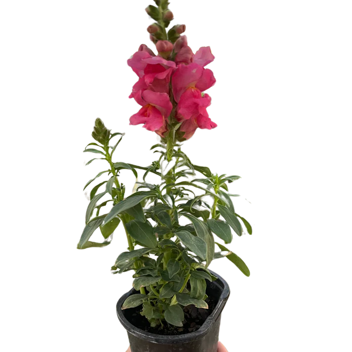 SnapDragon - Image 7