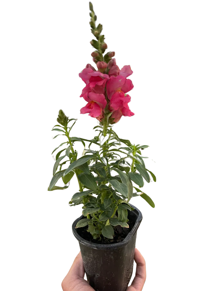 SnapDragon - Image 5