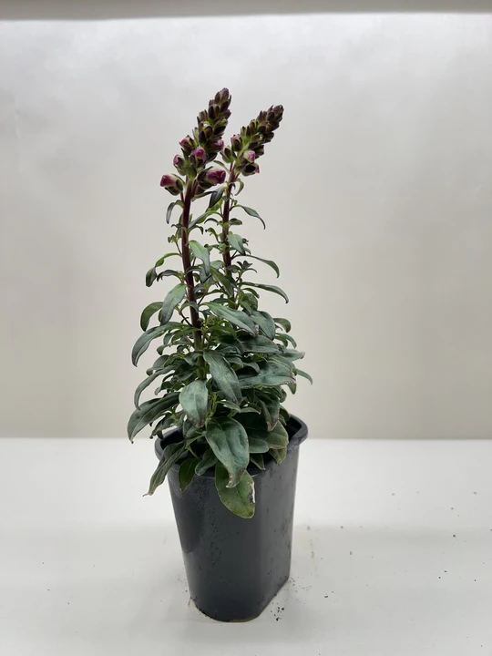 SnapDragon - Image 4