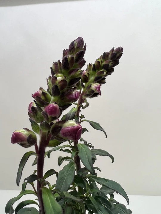 SnapDragon - Image 3