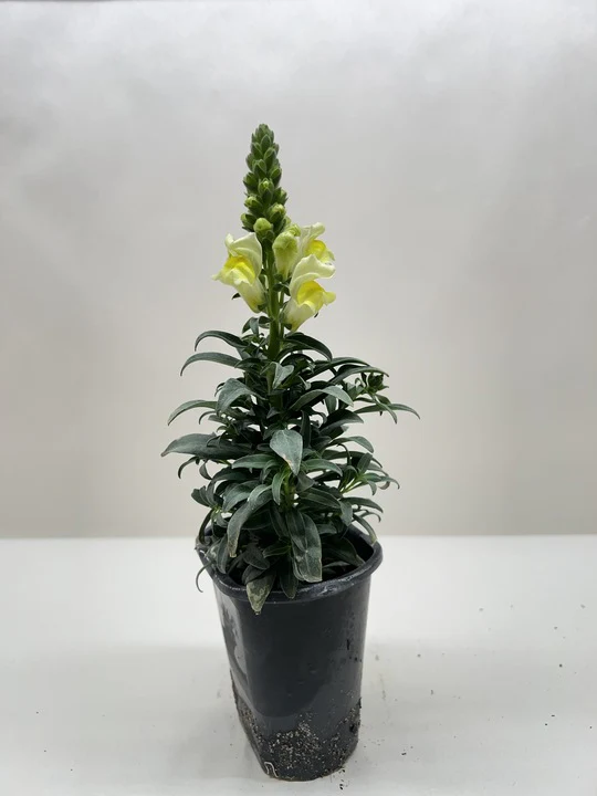 SnapDragon - Image 2