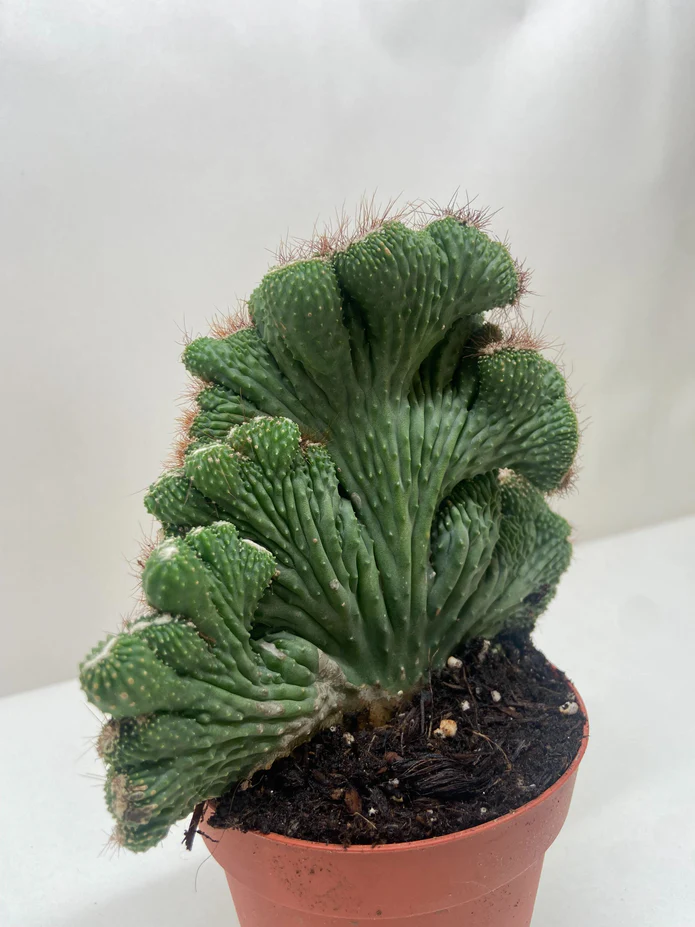 Succulent Cereus Coral Green - Image 4