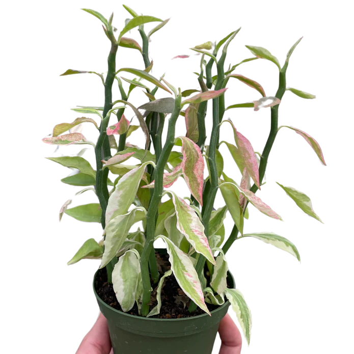 Variegated Devil's Backbone Euphorbia - Image 2