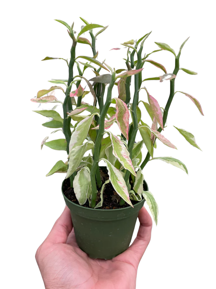 Variegated Devil's Backbone Euphorbia - Image 6