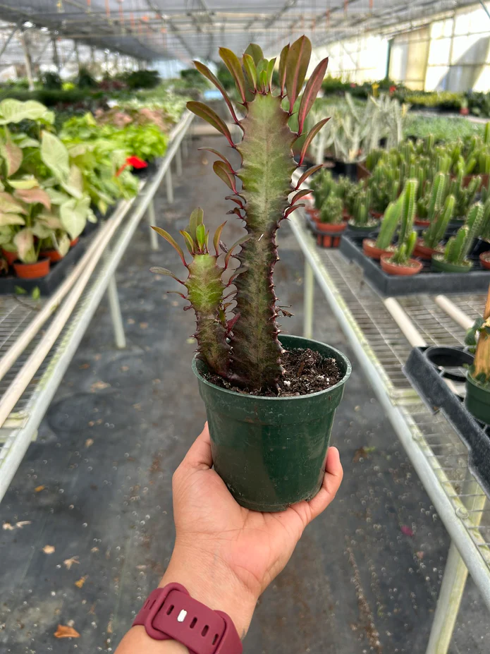 Succulent Euphorbia 'Trigona Rubra' - Image 3