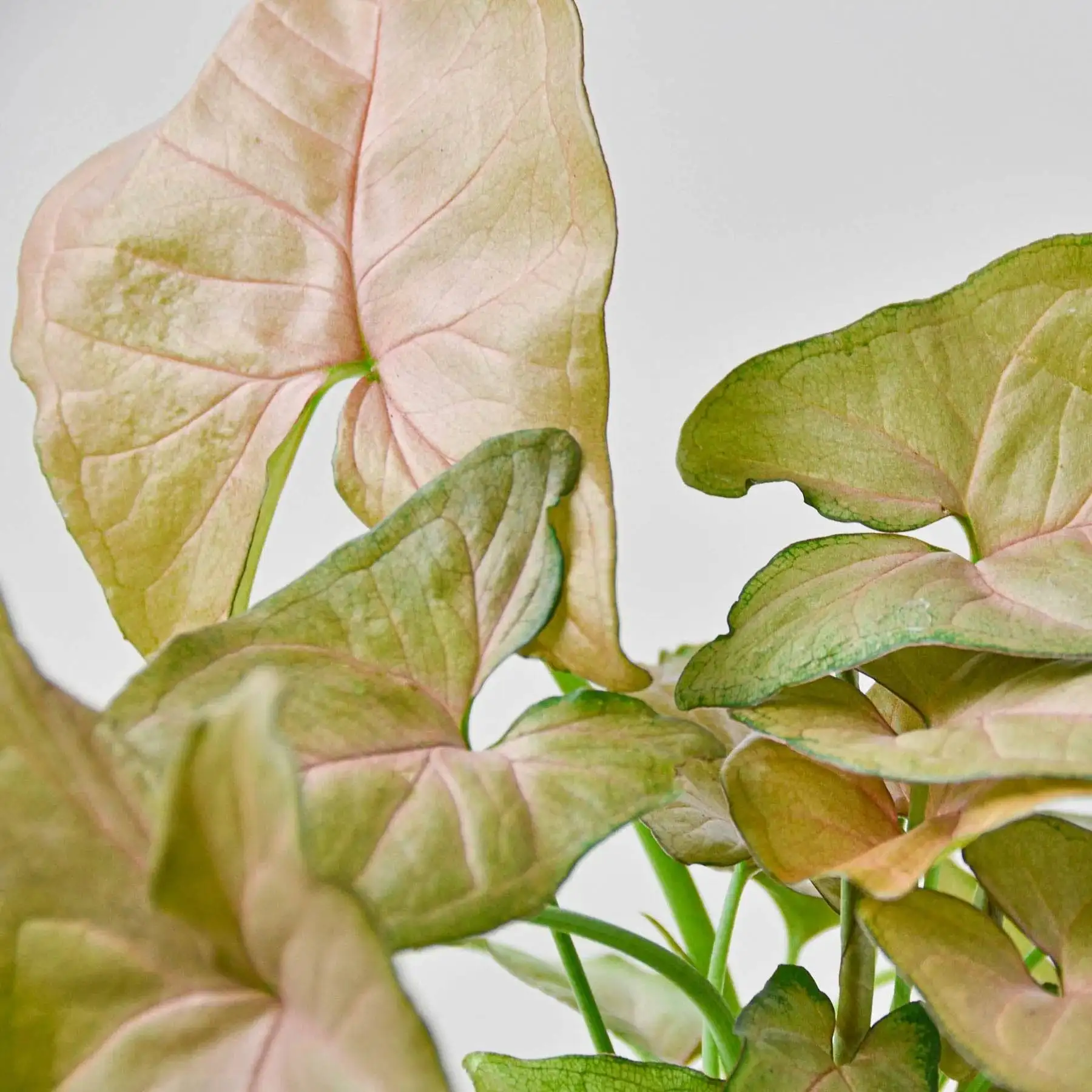 Syngonium Strawberry - Image 4