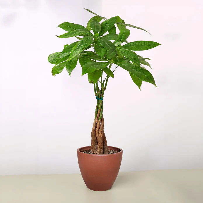 Money Tree 'Guiana Chestnut' Pachira Braid - Image 9