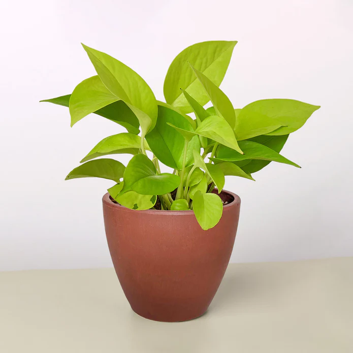 Pothos 'Neon' - Image 8