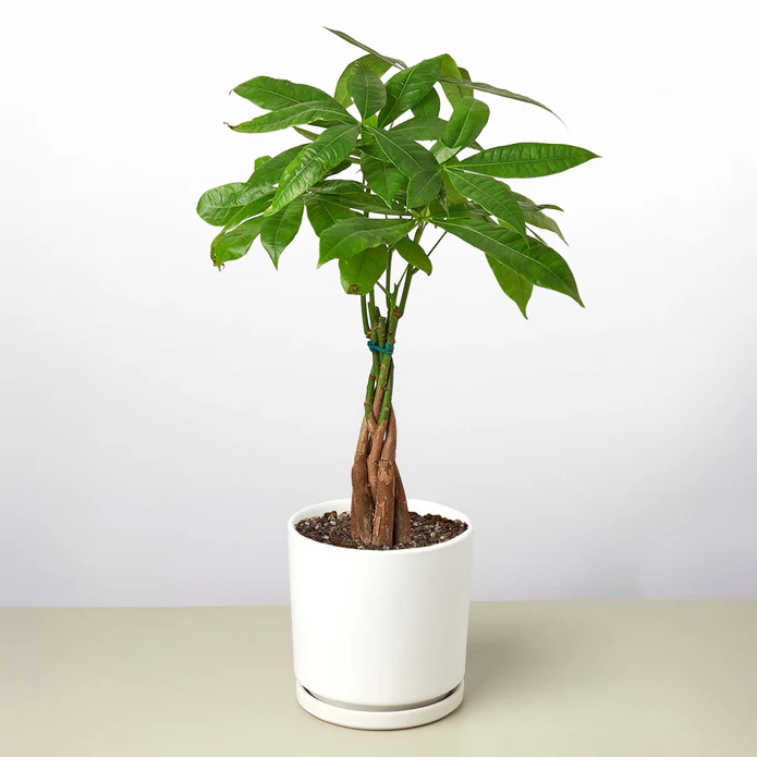 Money Tree 'Guiana Chestnut' Pachira Braid - Image 12