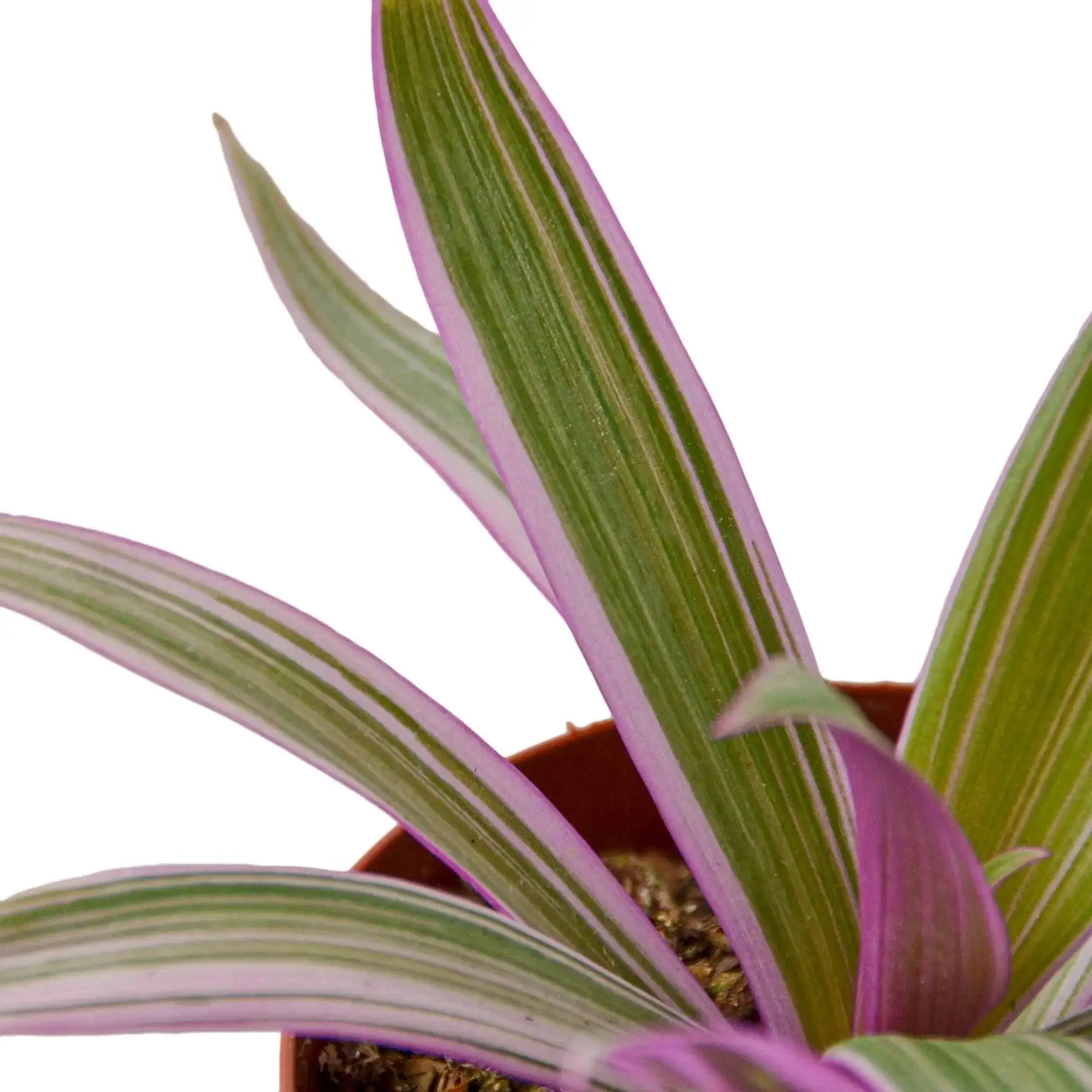 Oyster Plant Moses in the Cradle - Image 2