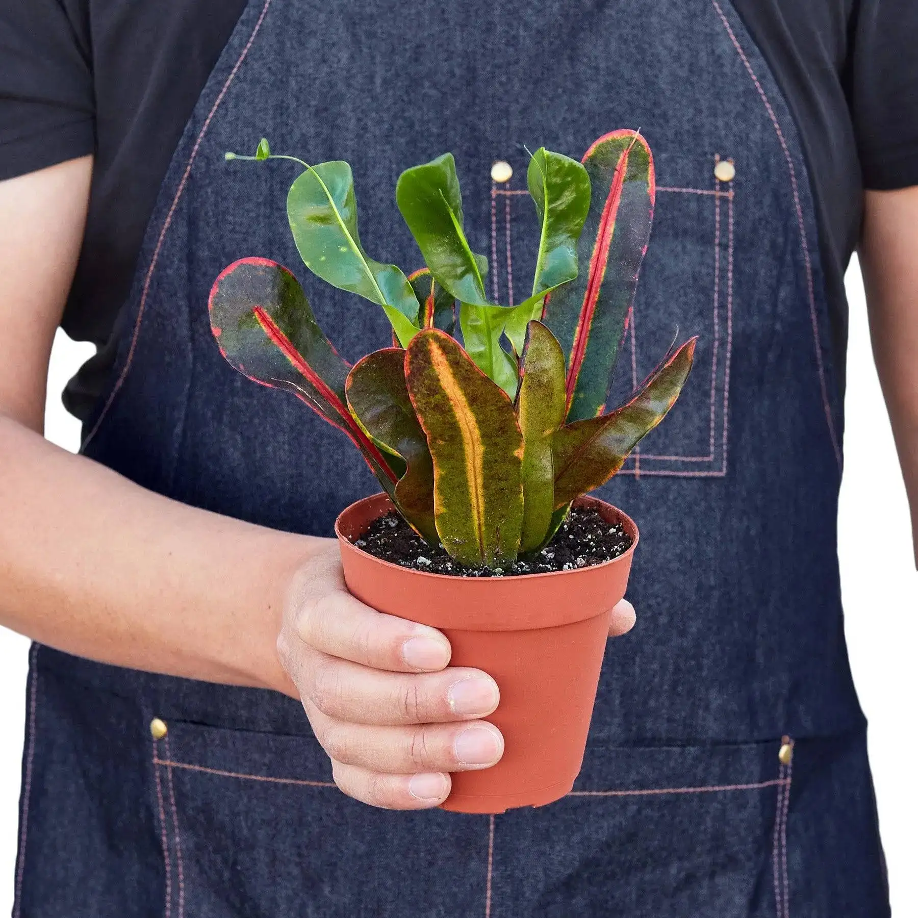 Croton Mammy - Image 3
