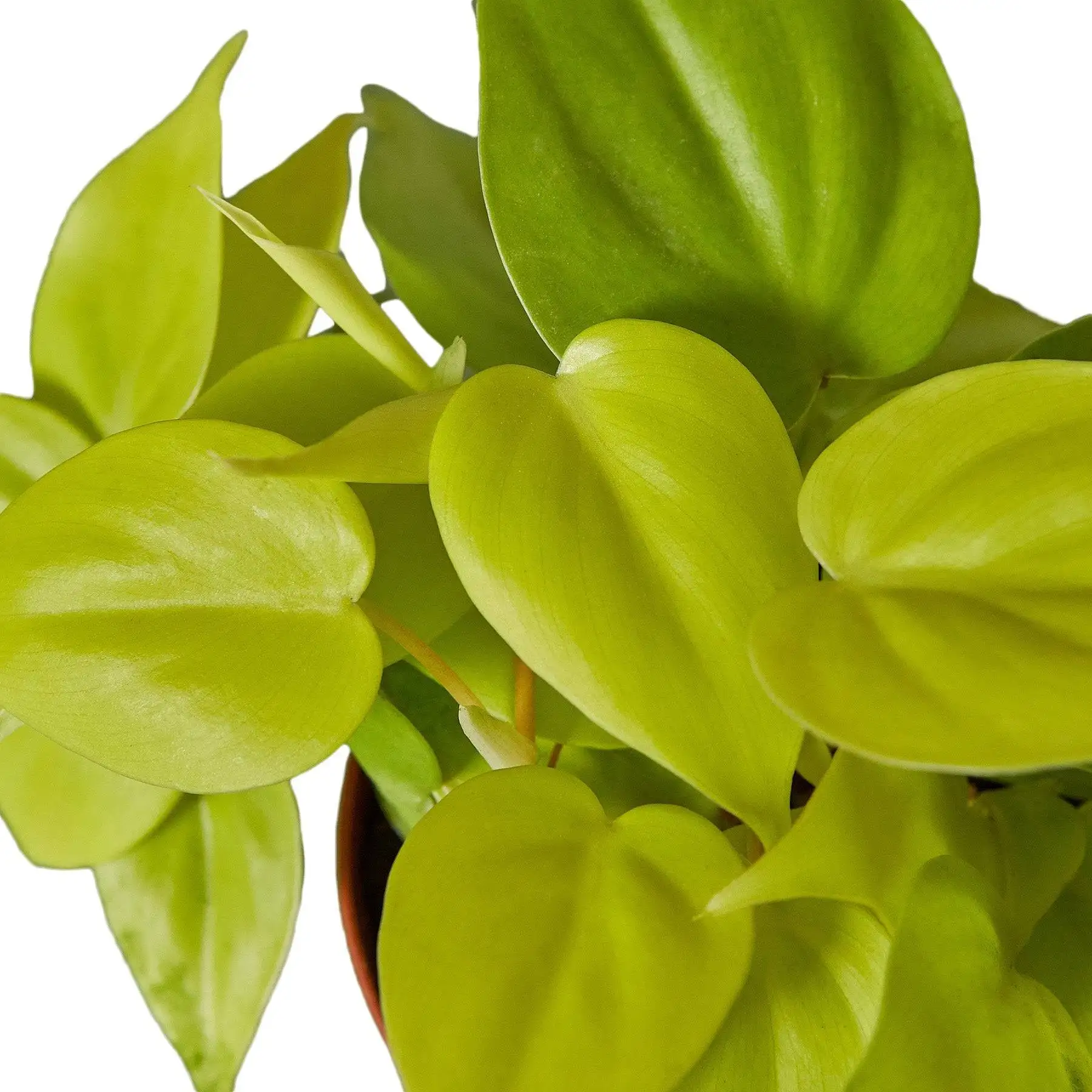 Philodendron Neon - Image 2
