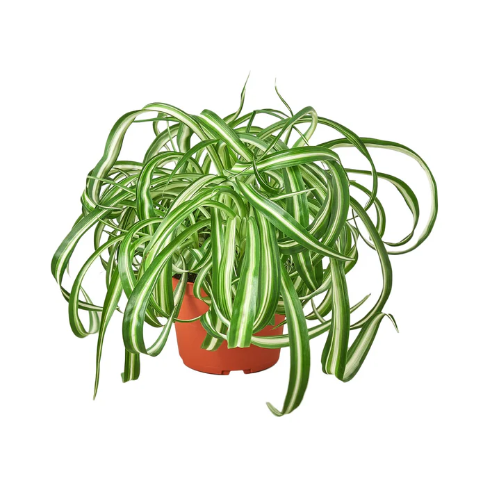 Spider Plant 'Bonnie' - Image 4