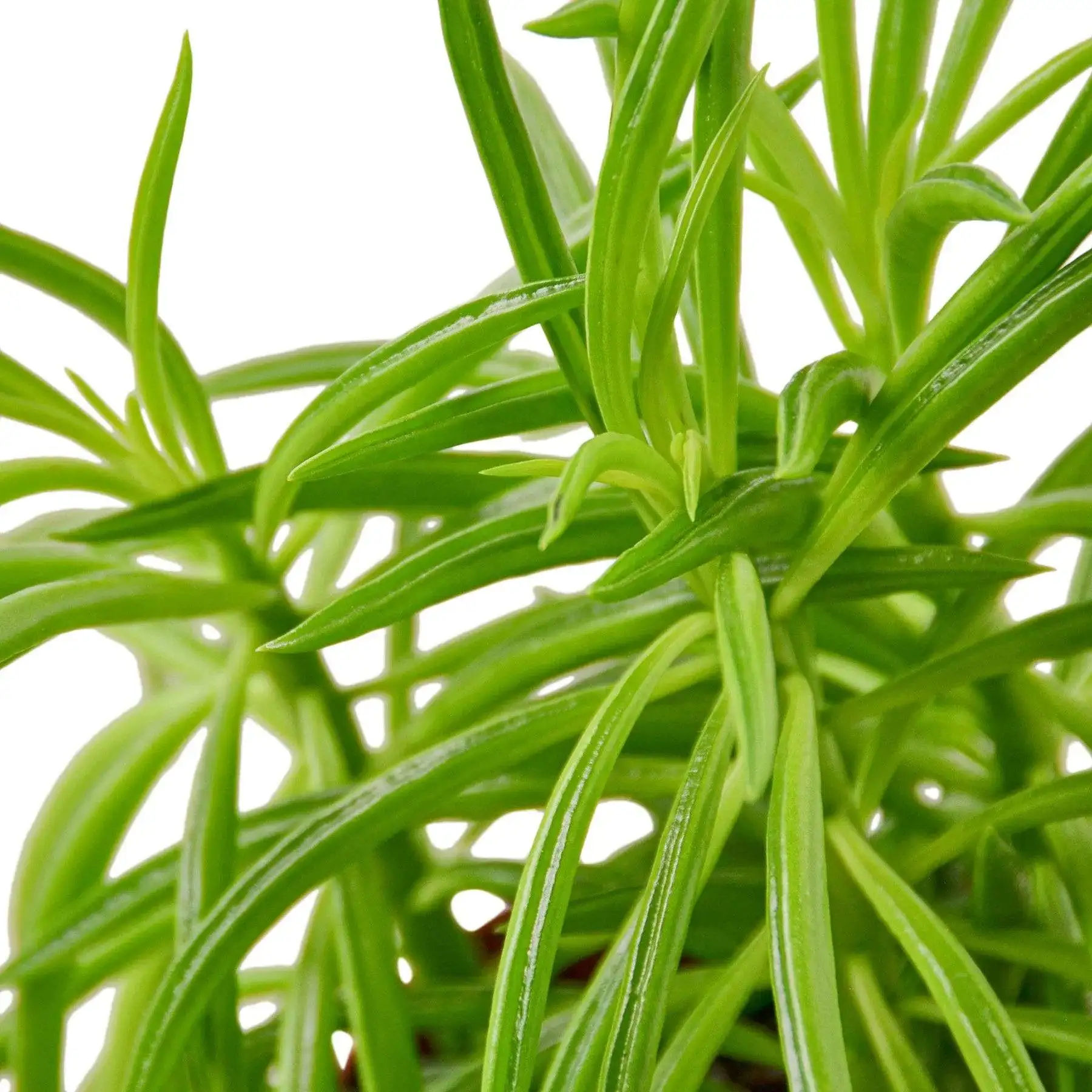 Peperomia Green Bean - Image 2
