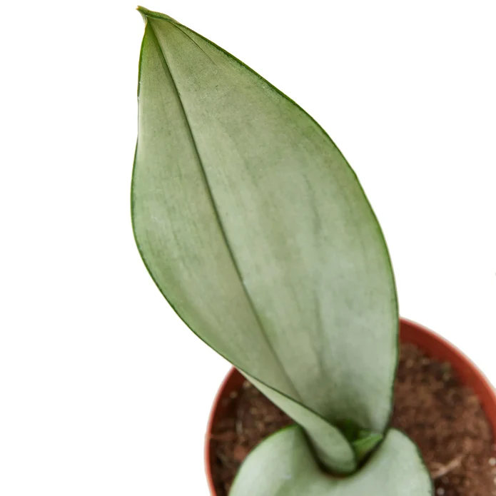 Snake Plant Moonshine - Image 3