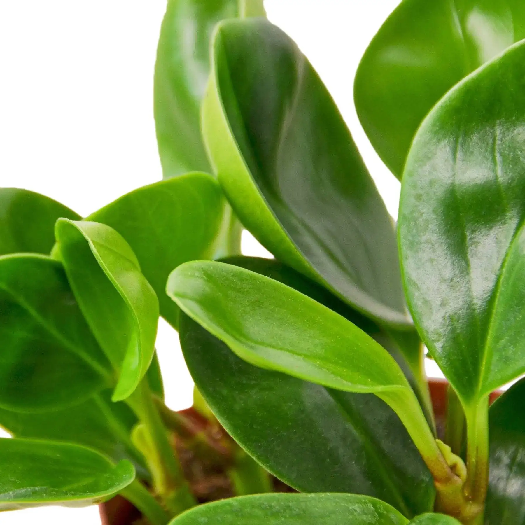 Peperomia Thailand - Image 2