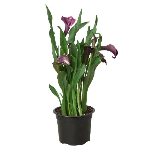 Calla Lily Purple