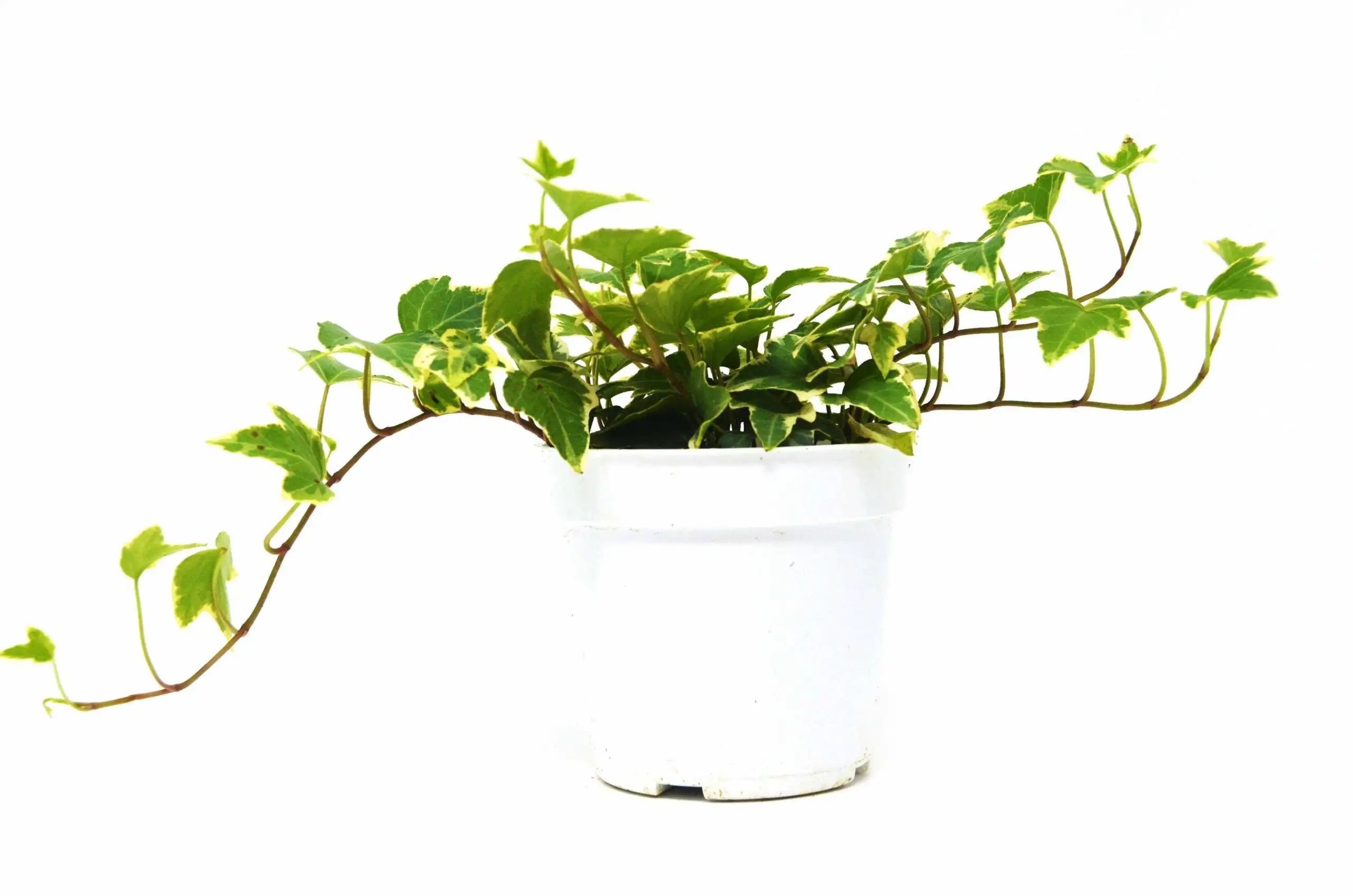 English Ivy Eva - Image 2