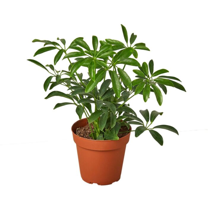 Schefflera Arboricola Umbrella