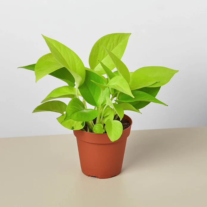 Pothos 'Neon' - Image 2