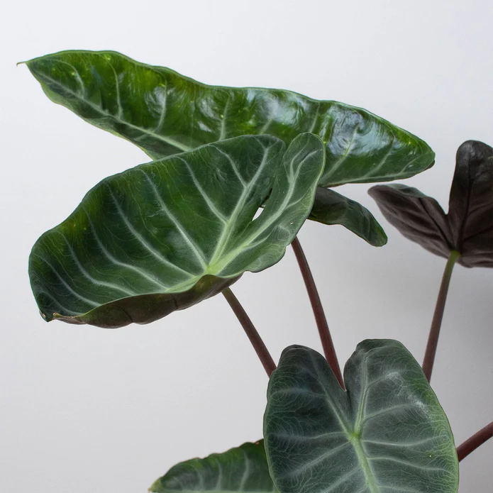 Alocasia 'Ebony' - Image 2