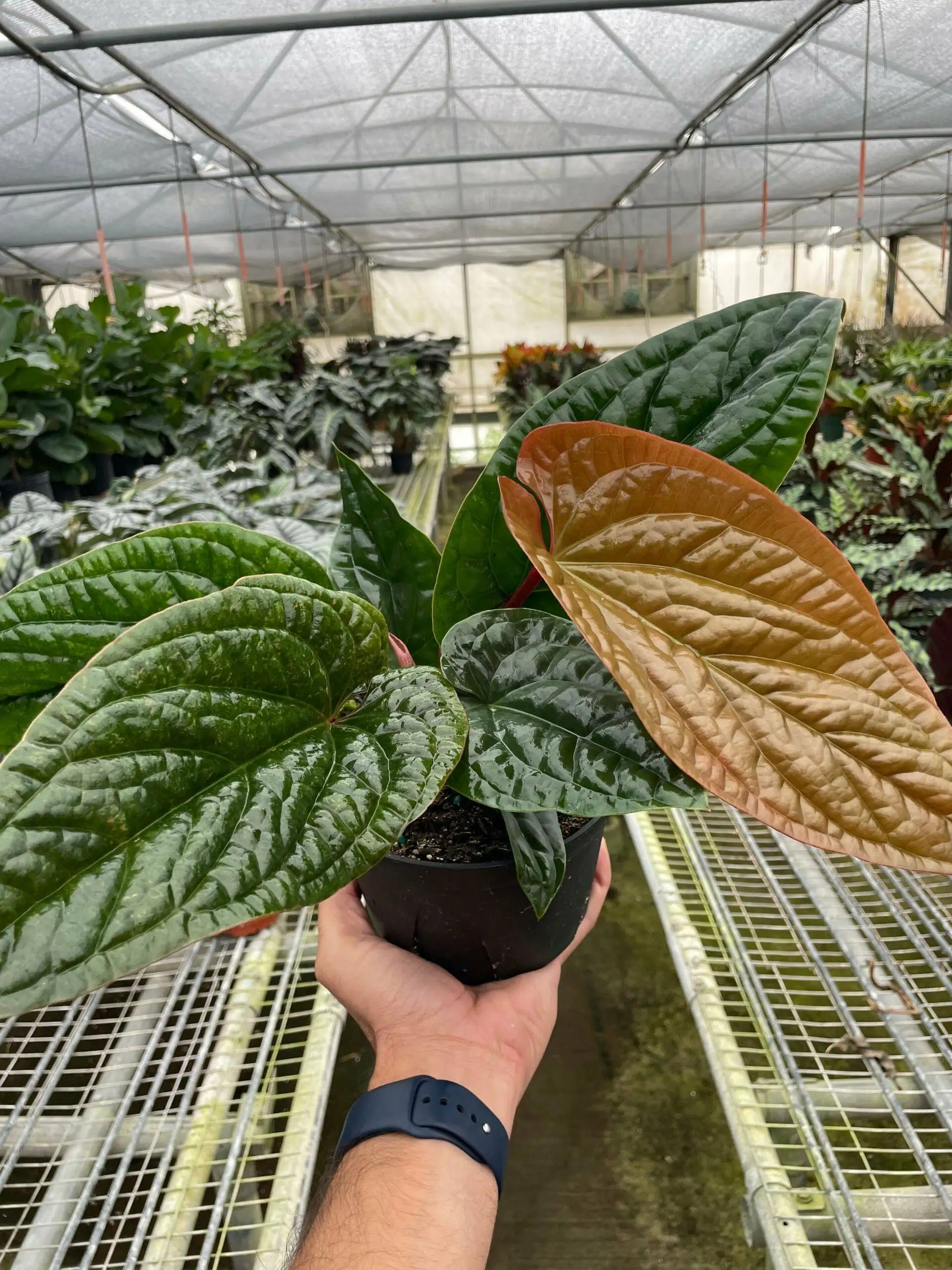 Anthurium Radicans x Luxurians - Image 3