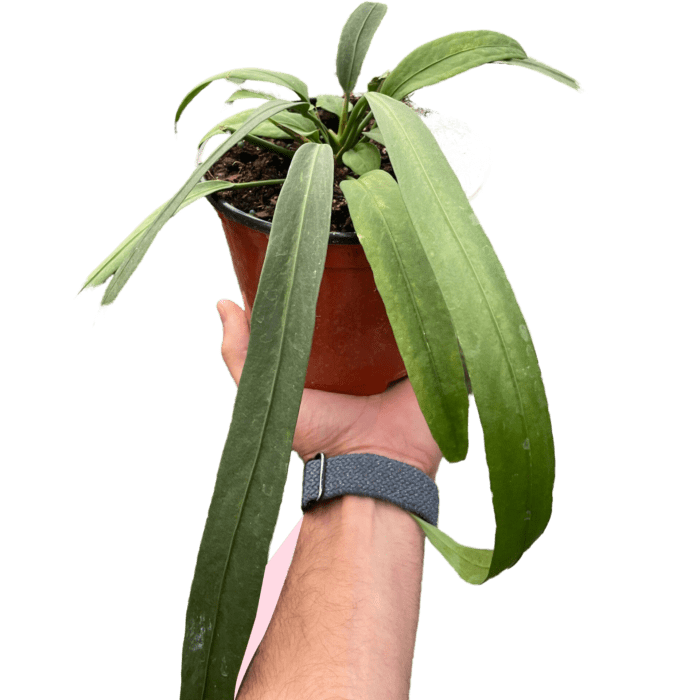 anthurium vittarifolium - House plants for Sale Online