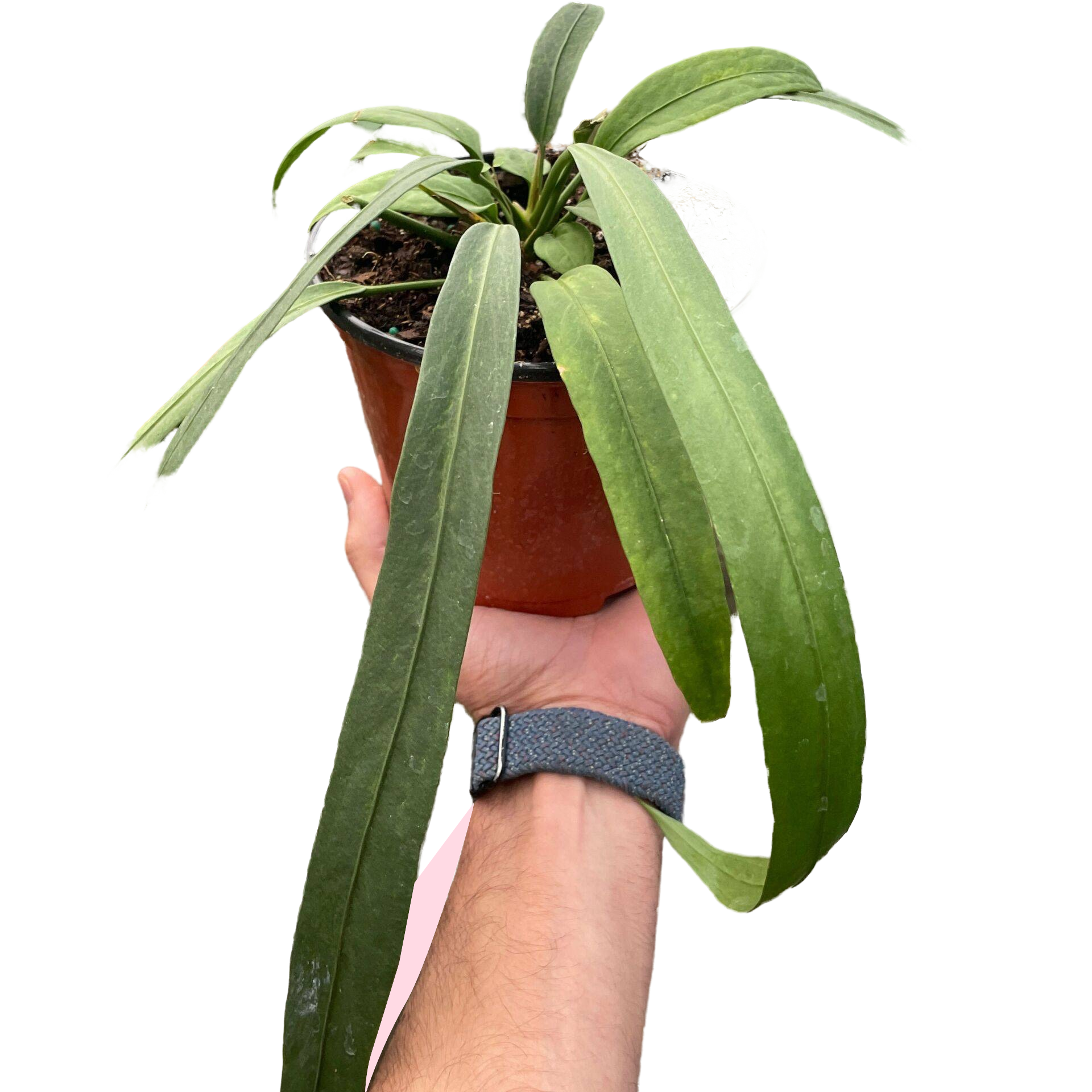 anthurium vittarifolium - House plants for Sale Online