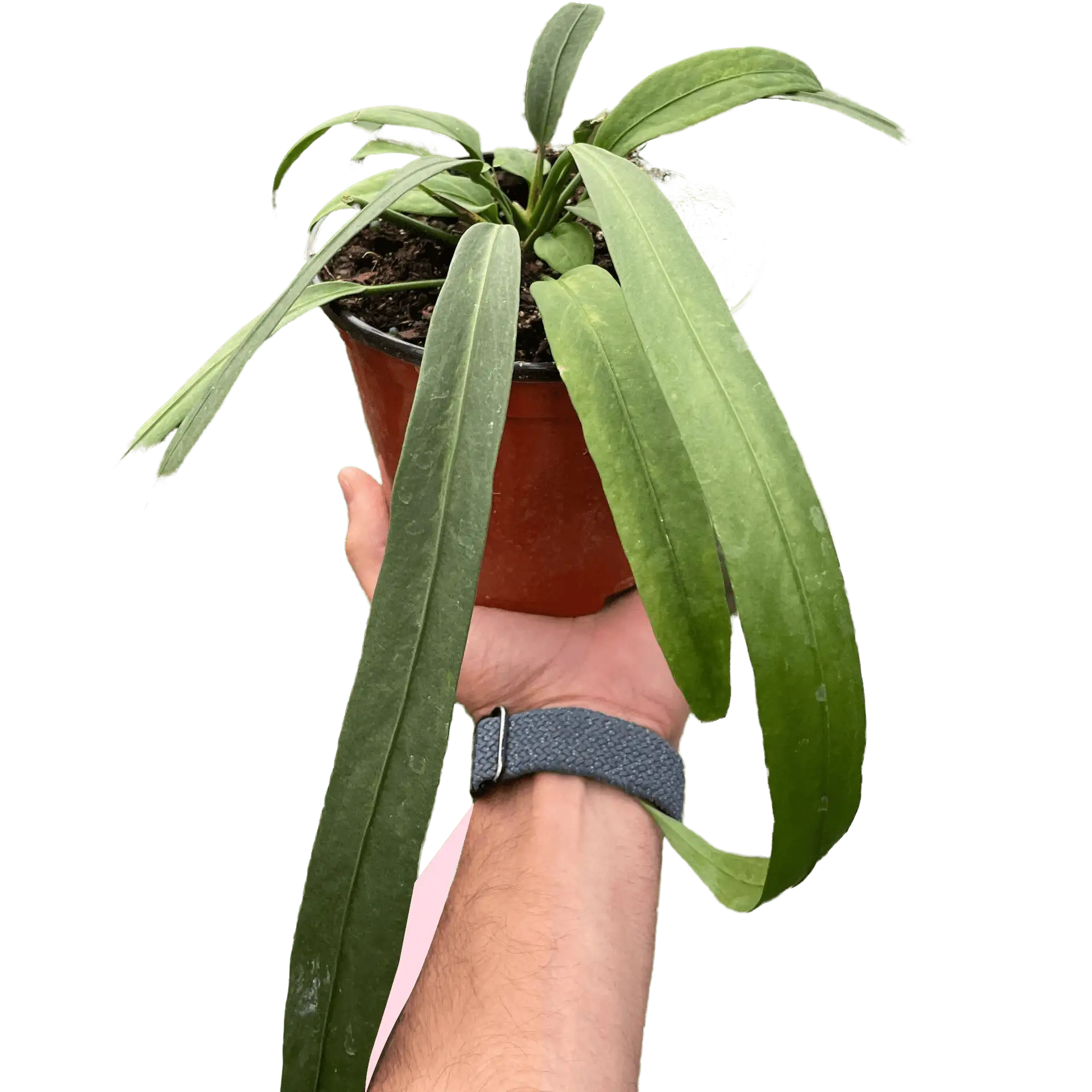 anthurium vittarifolium - House plants for Sale Online