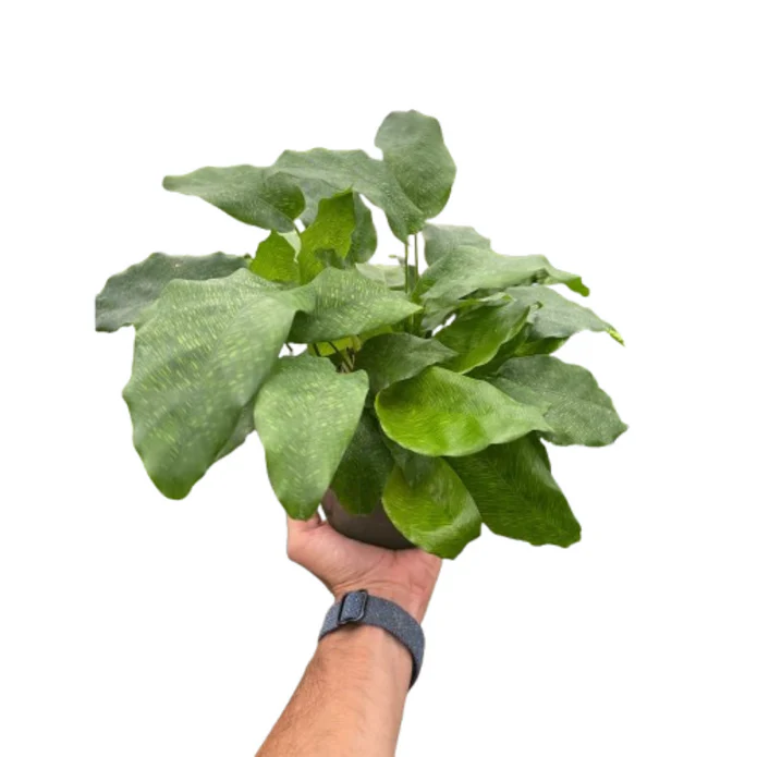 Calathea 'Musaica' - 6β³ Pot - Image 4
