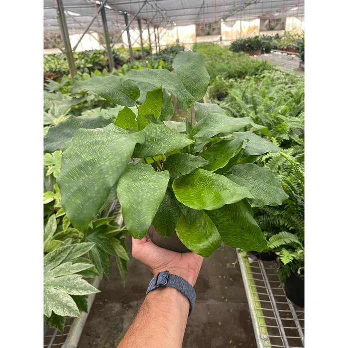 Calathea 'Musaica' - 6β³ Pot - Image 2