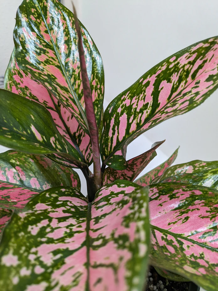 Chinese Evergreen 'Wishes' - Image 2