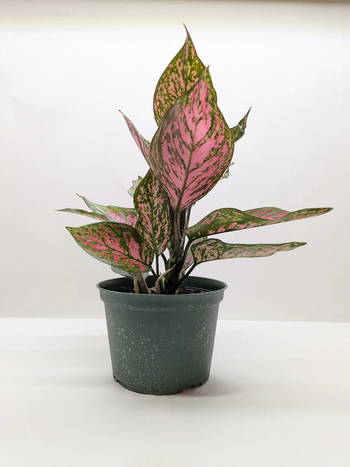 Chinese Evergreen 'Wishes' - Image 3