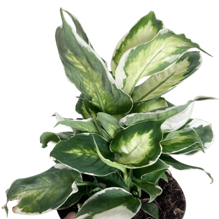 Dieffenbachia Cool Beauty