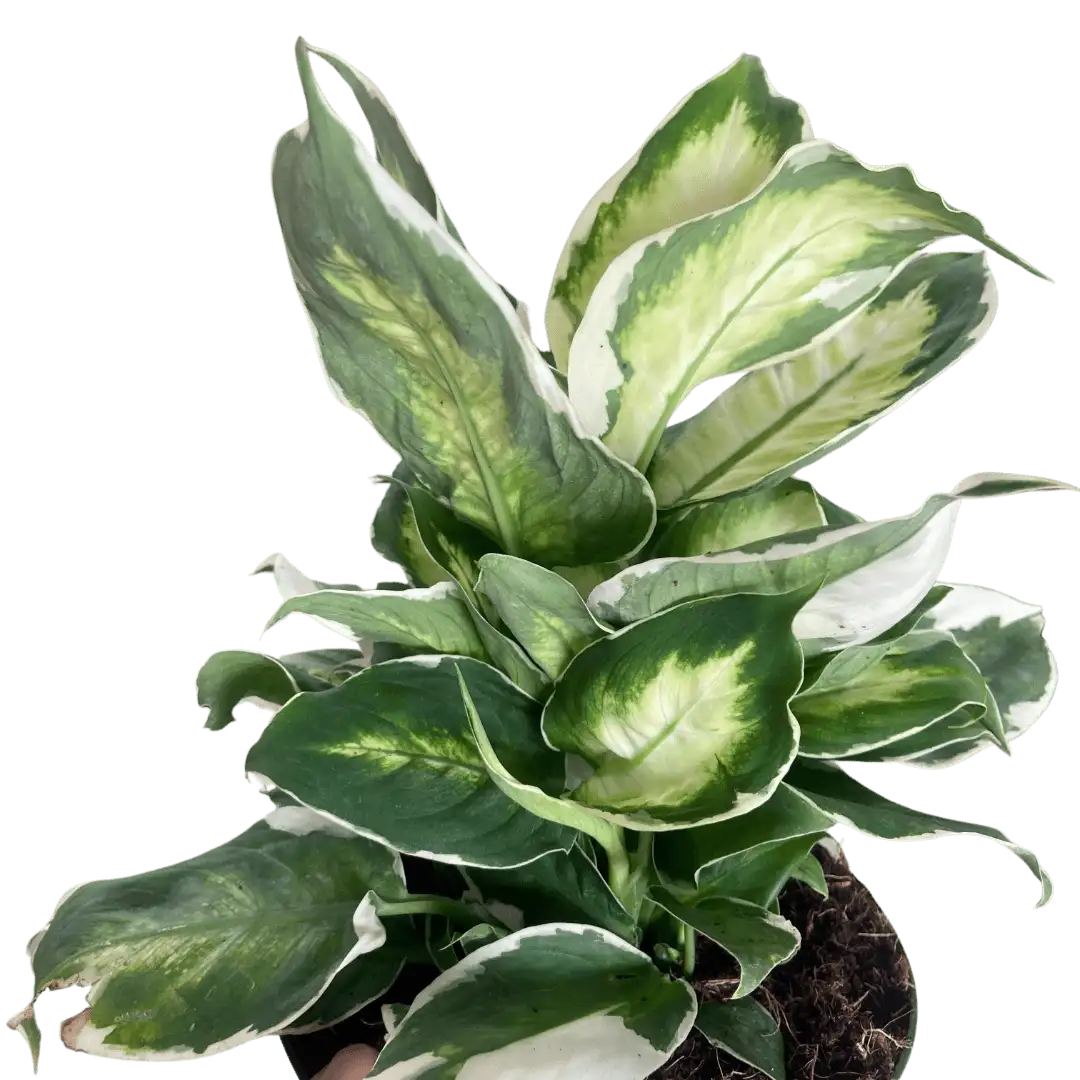 Dieffenbachia Cool Beauty | House Plants for Sale - Forget Me Not Flower Market