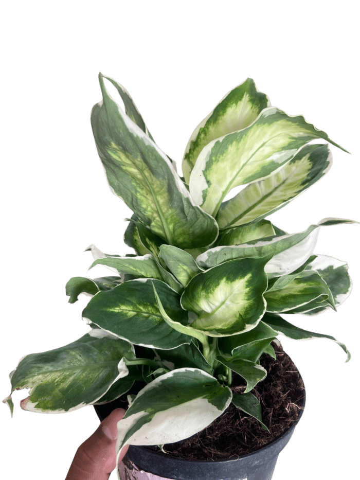 Dieffenbachia Cool Beauty - Image 2