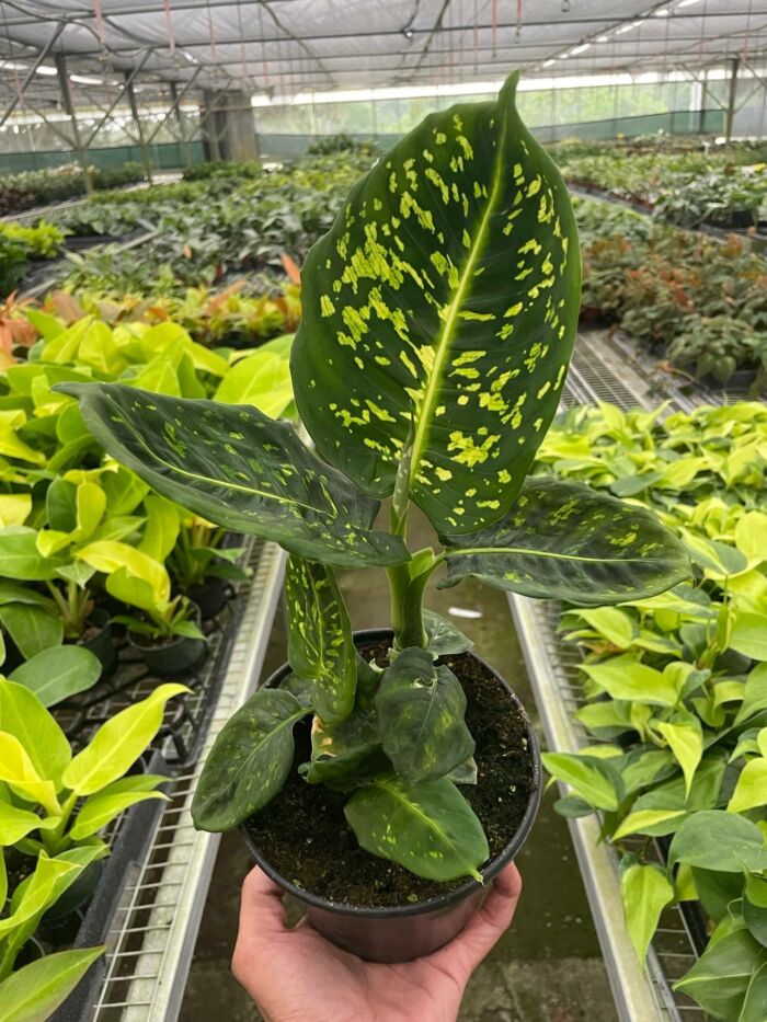 Dieffenbachia Reflector