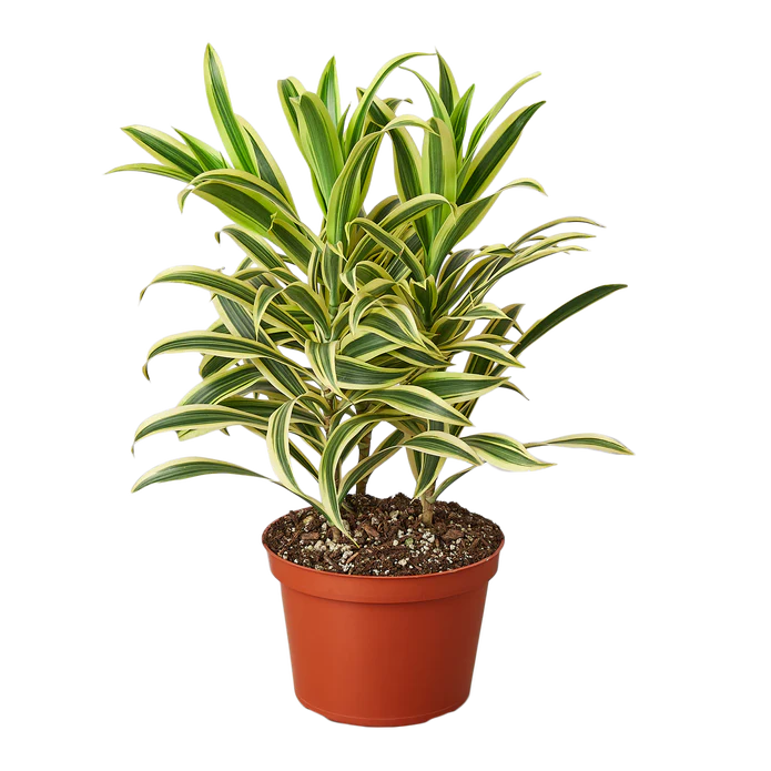 Dracaena 'Song of India' - 6" Pot - NURSERY POT ONLY