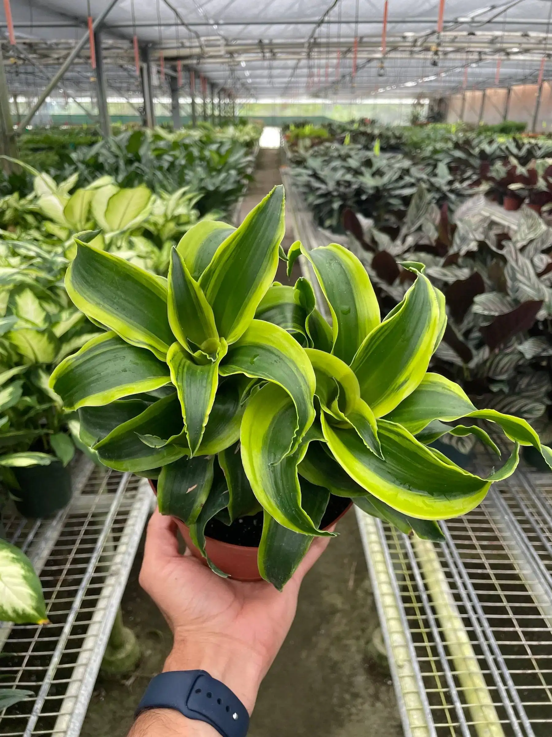 Dracaena Tornado - Image 4