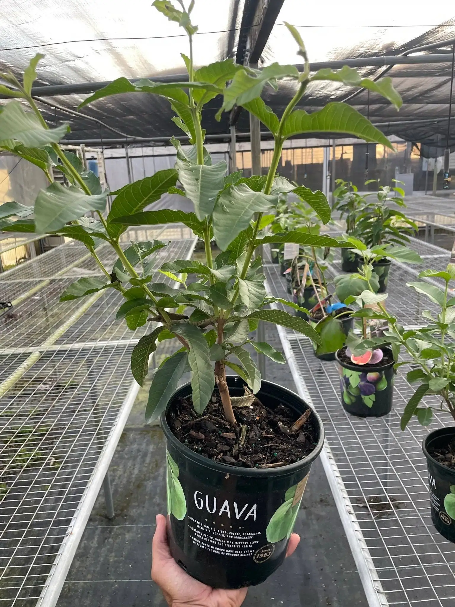 Guava Tree - Image 2