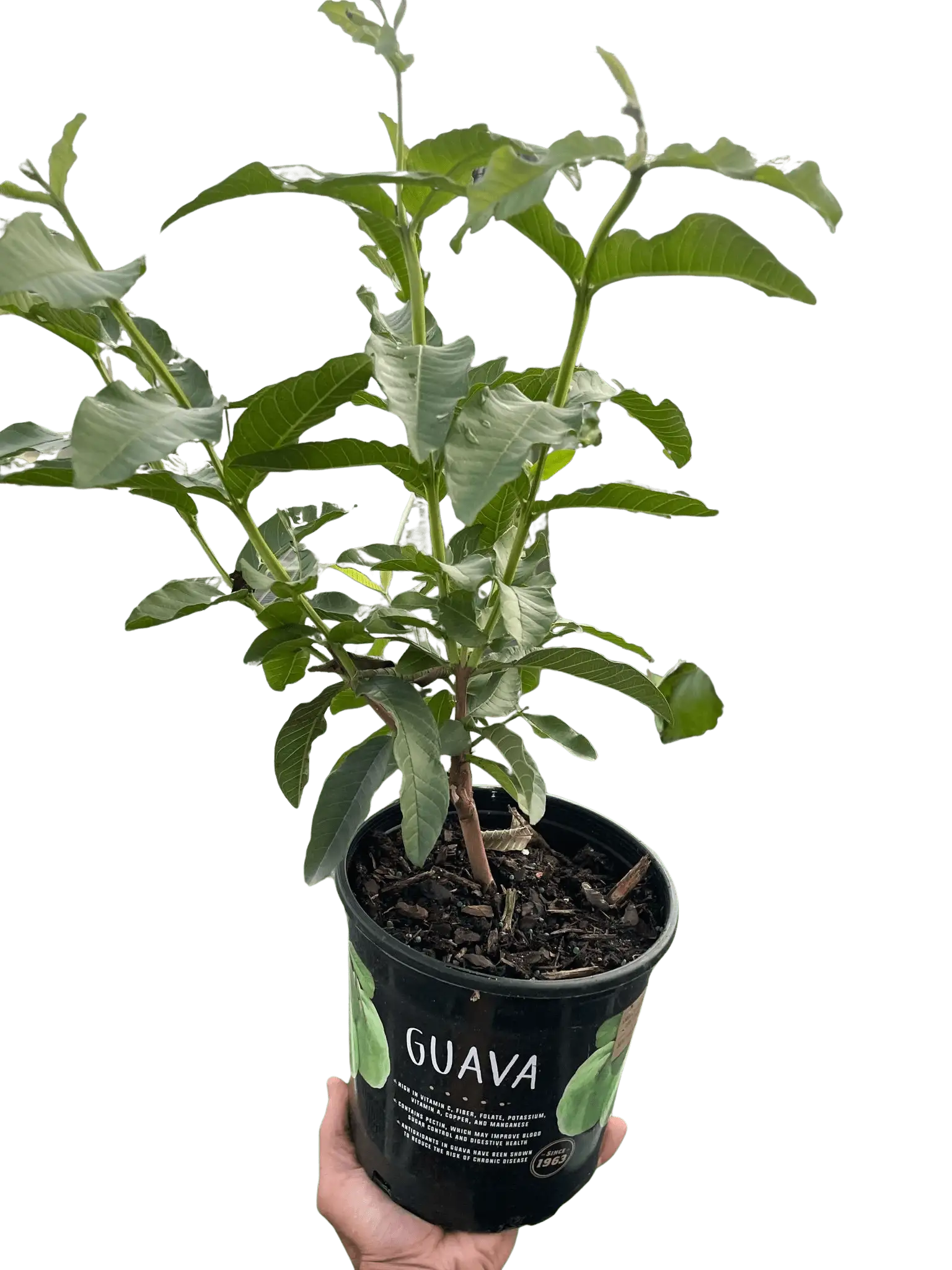 Guava Tree