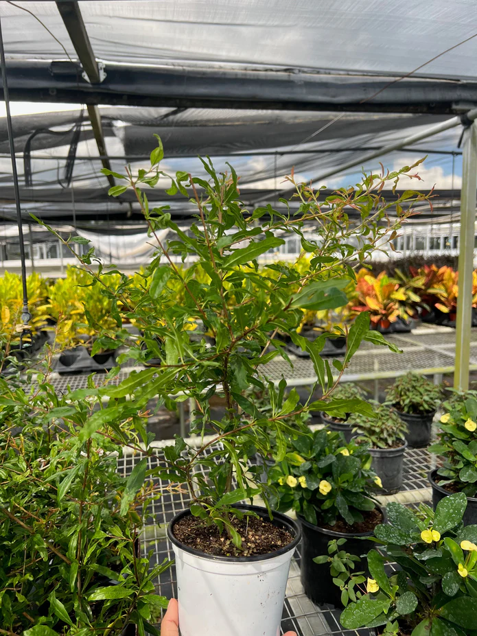 ED Pomegranate - Image 2