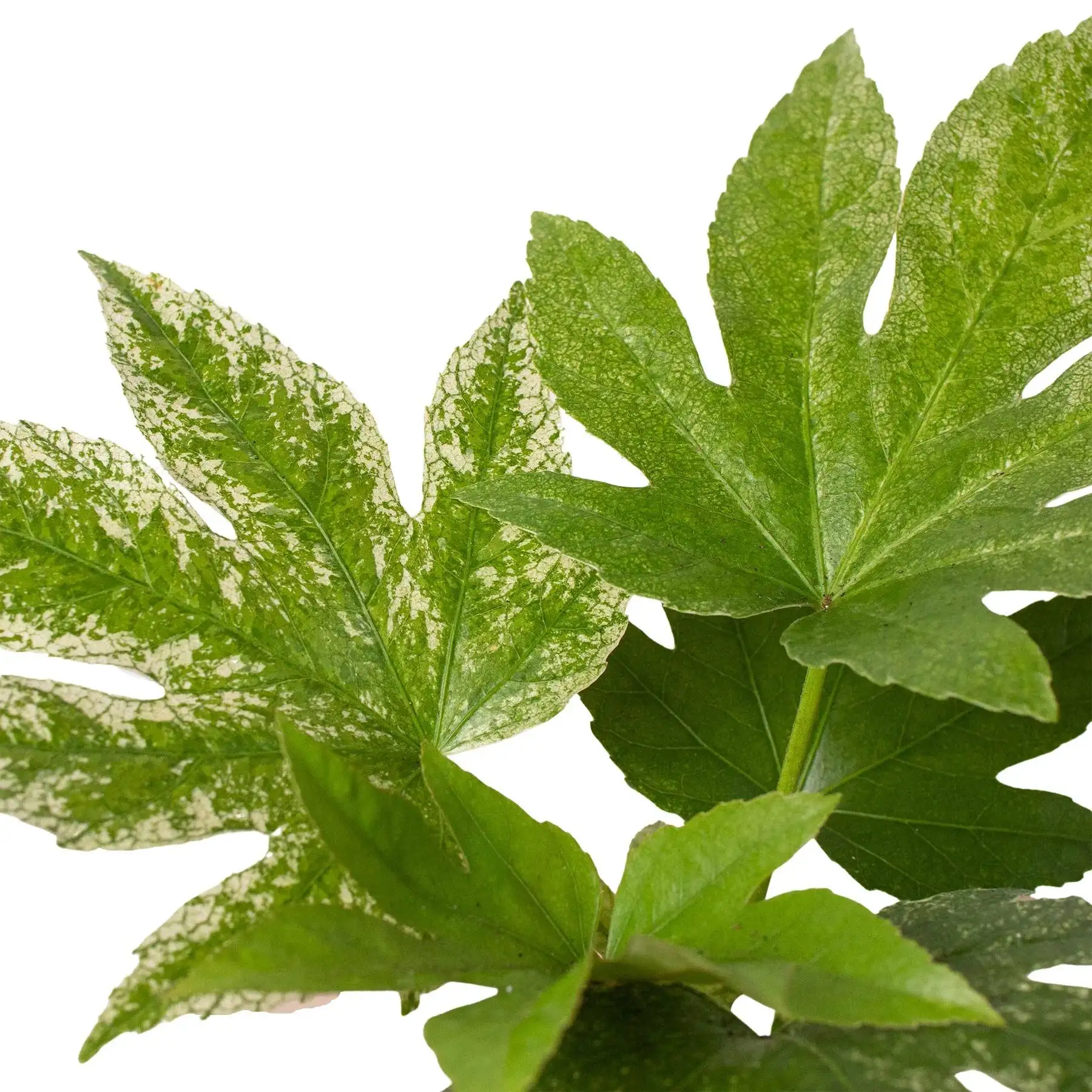 Fatsia Spiders Web - Image 2