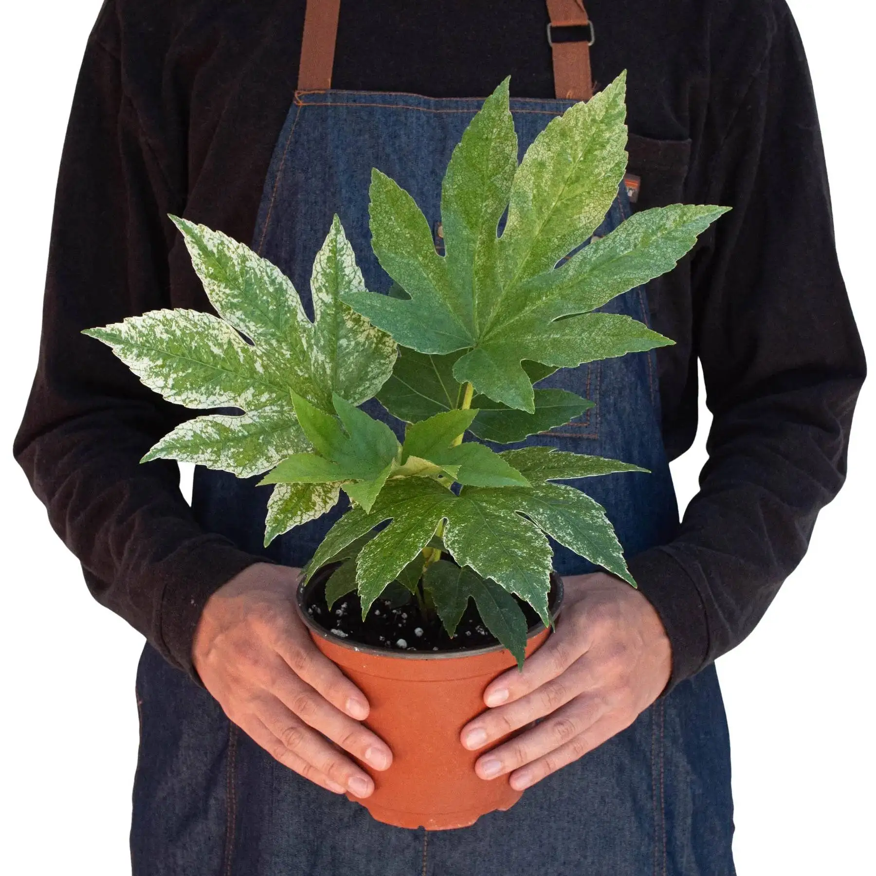 Fatsia Spiders Web - Image 3