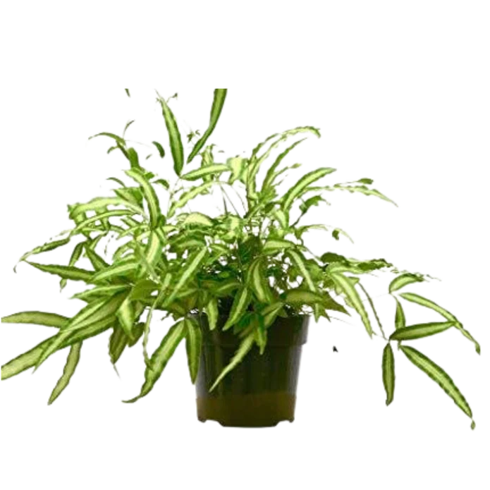 Pteris Cretica 'Albo Fern' - 6" Pot - NURSERY POT ONLY