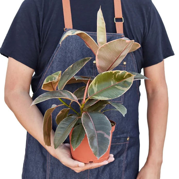 Ficus Elastica 'Ruby Pink' - Image 2