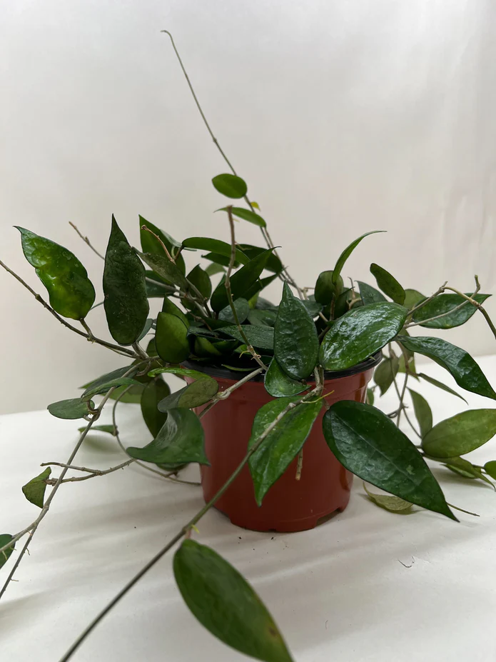 Hoya 'Black Margin' - Image 3