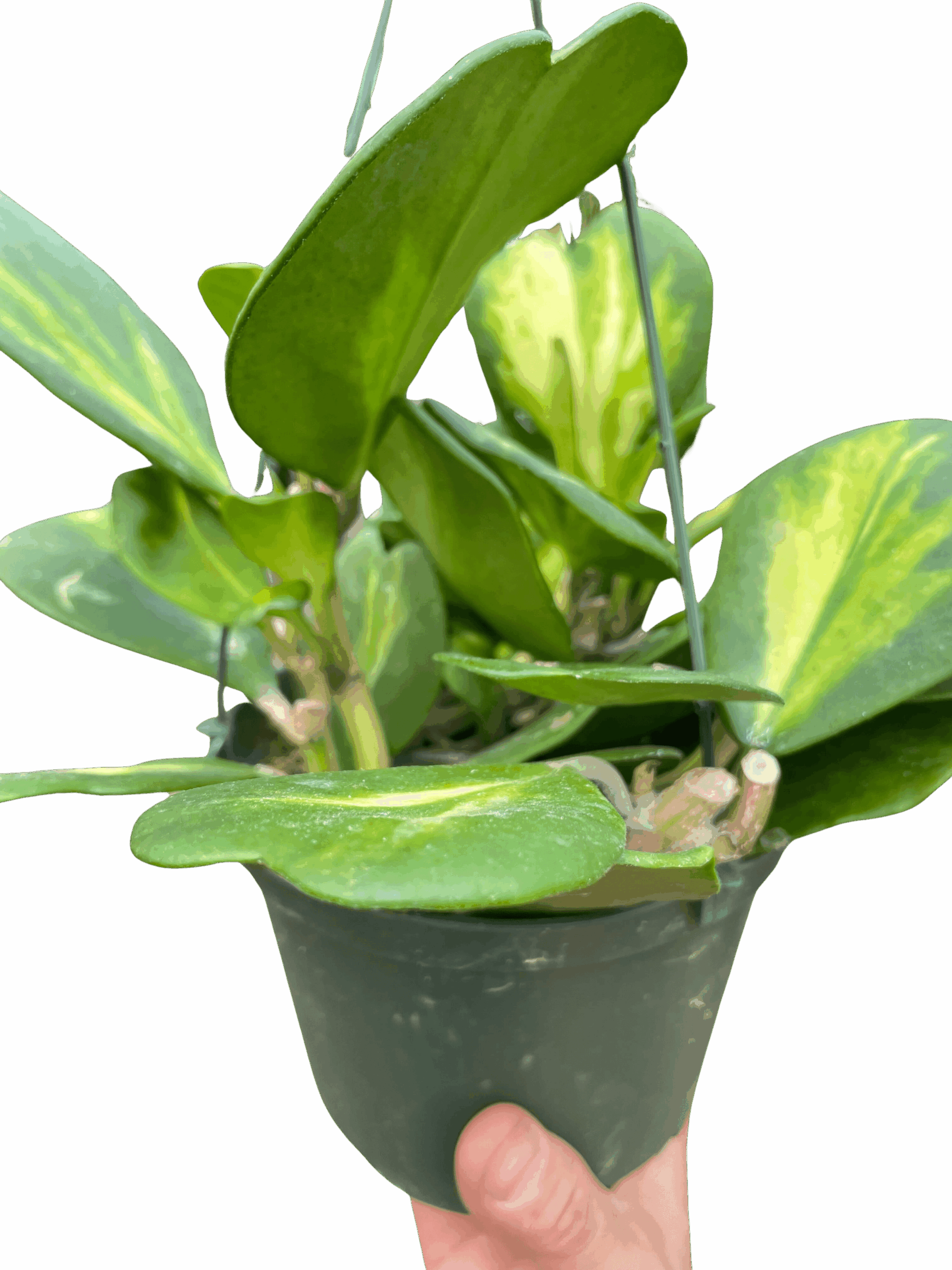 Hoya Heart 'Reverse Variegata' - Image 3